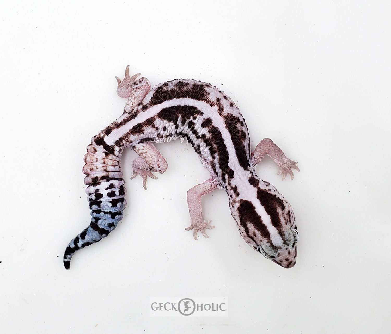 Striped White Out Oreo Zero 100% Het Patternless African Fat-Tailed Gecko by Geckoholic
