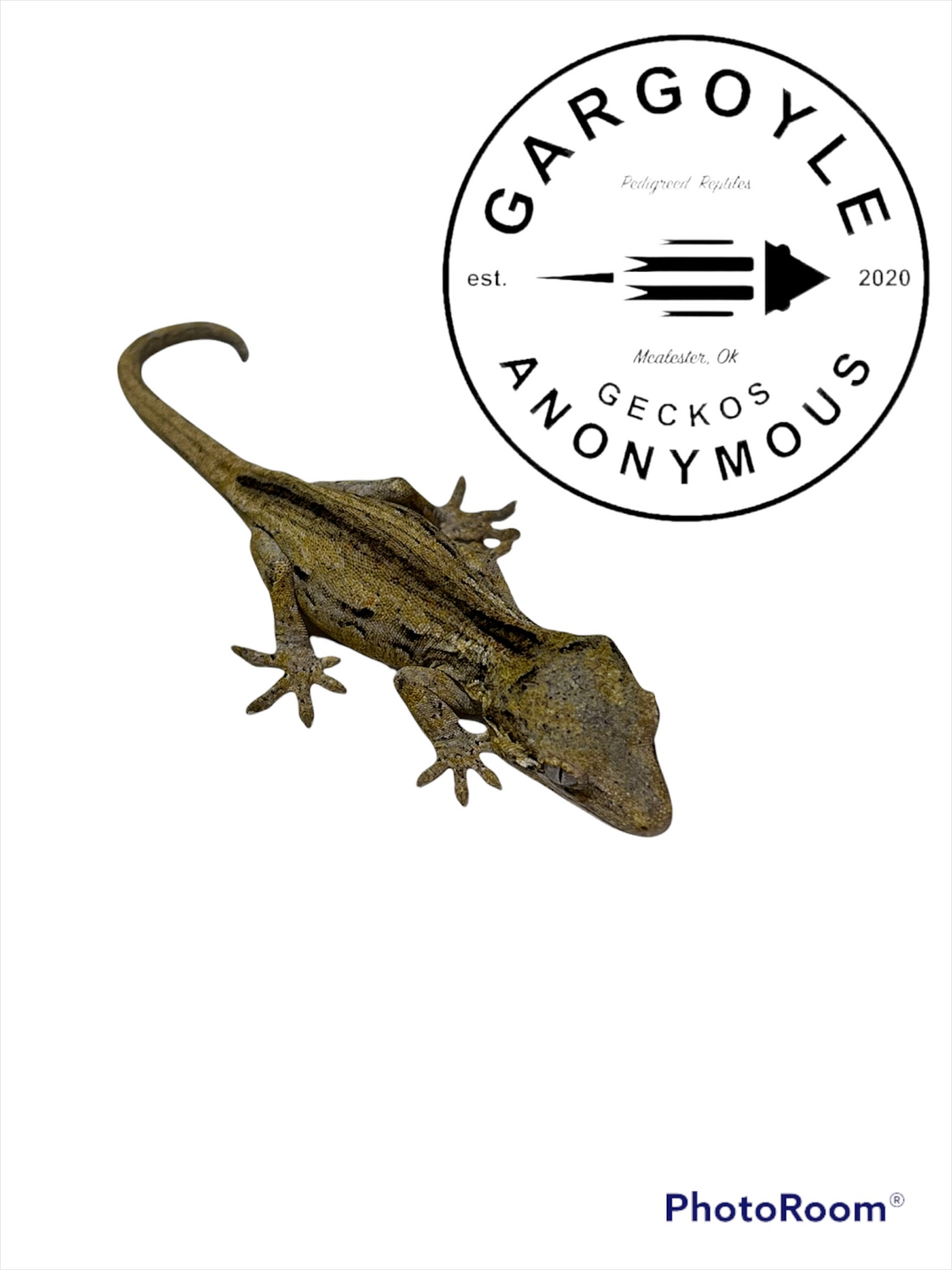 Yellow Base Gargoyle Gecko by Gargoyle Geckos Anonymous