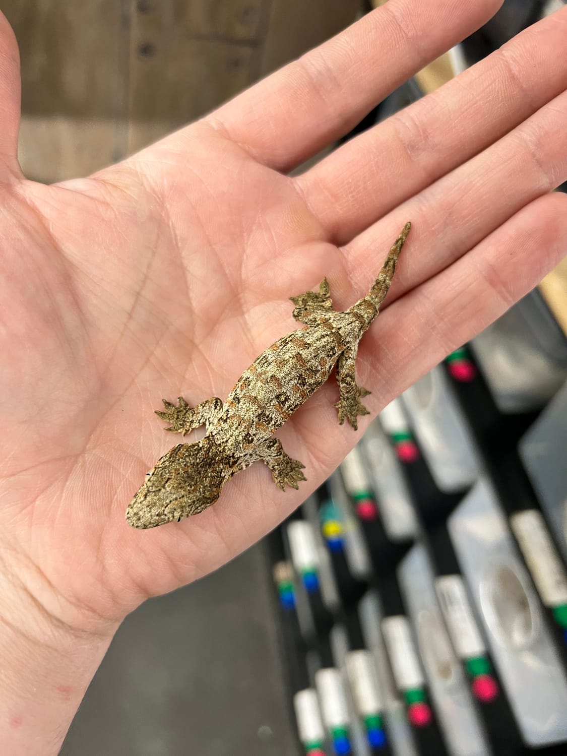 Nuu Ana - Unsexed Juvenile Incubated For Male Leachianus Gecko by Ridiculous Rhacs