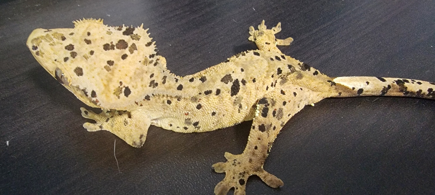 Super Dalmation Crested Gecko by Celestial cresties