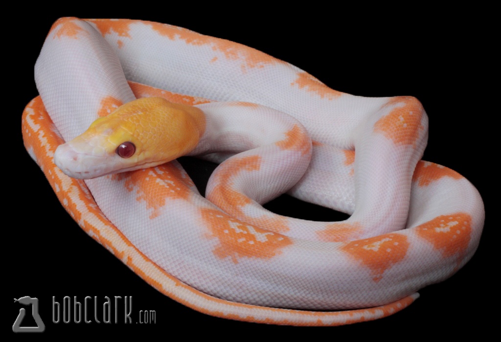 Albino Pied Reticulated Python by Bob Clark Reptiles