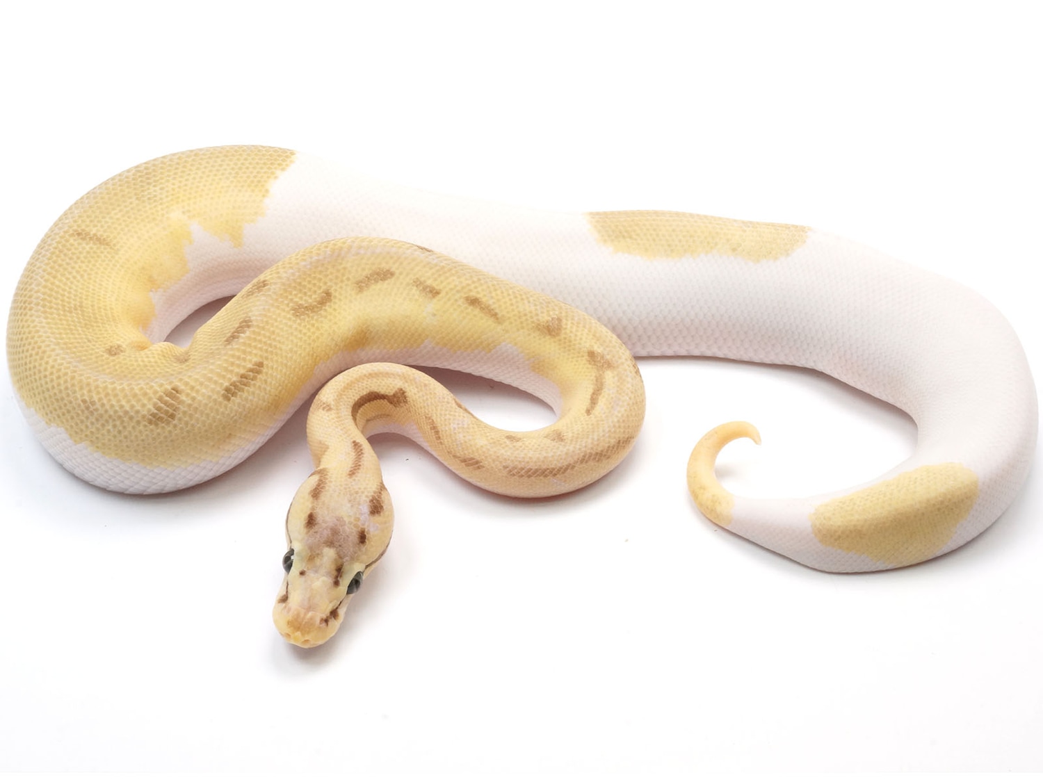 Pied Odium Leopard ++ Ball Python by New England Reptile Distributors