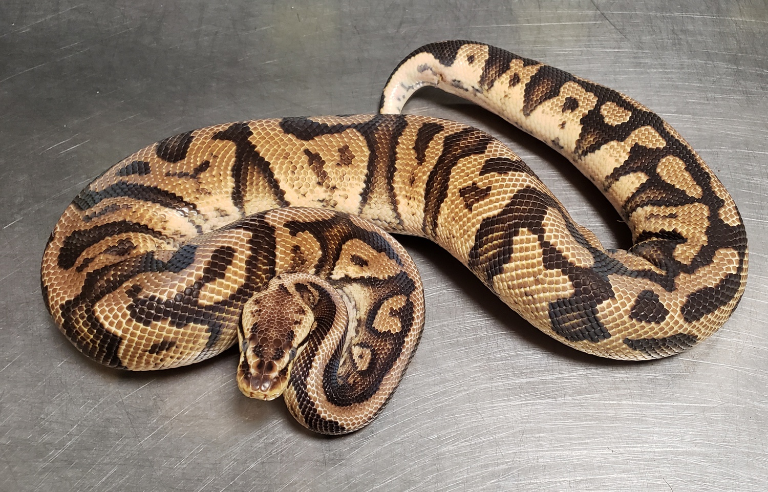 Pastel Yellowbelly Shrapnel Ball Python by Hulker's Herps