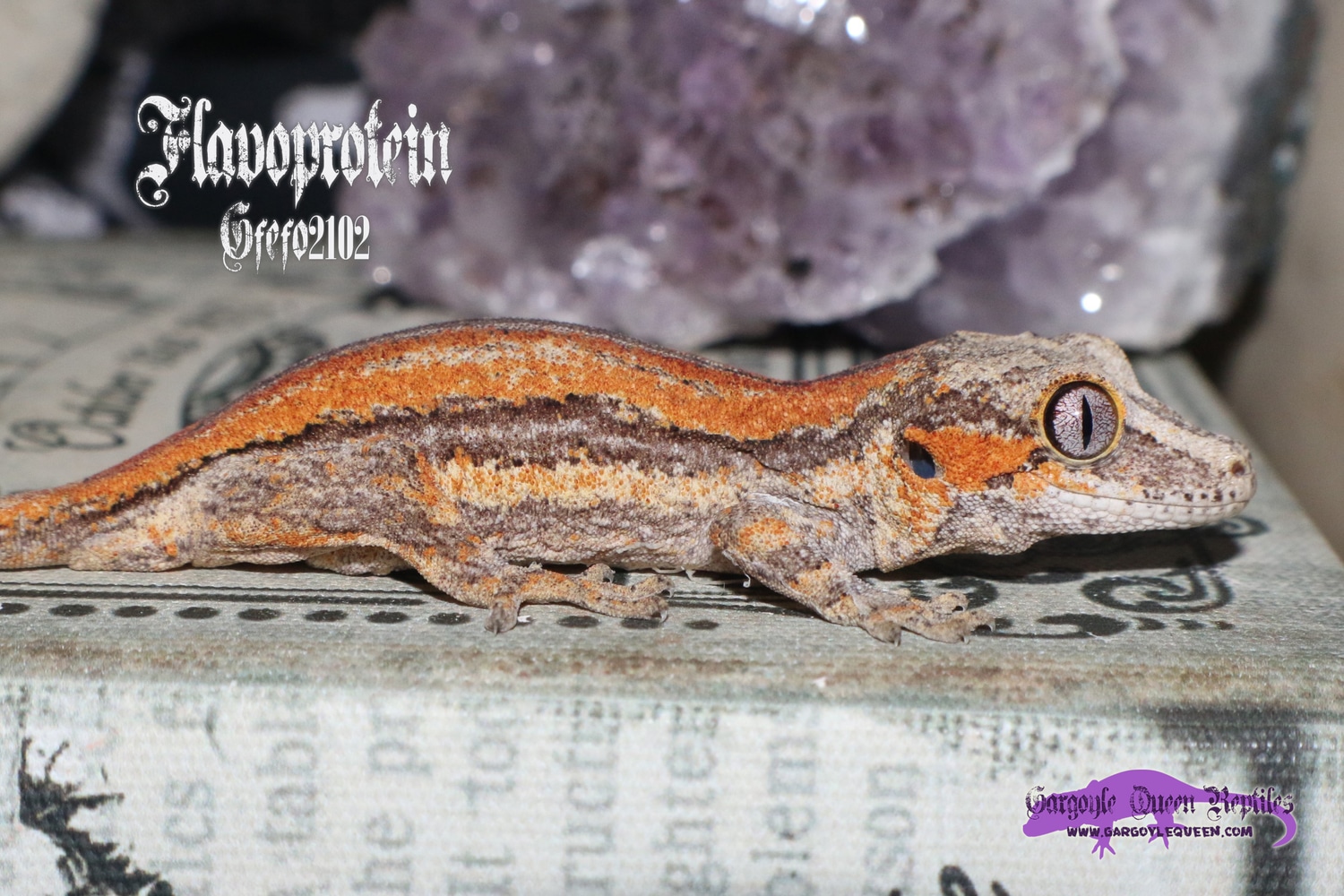"Flavoprotein" Red/Orange Bacon Stripe Gargoyle Gecko by Gargoyle Queen Reptiles