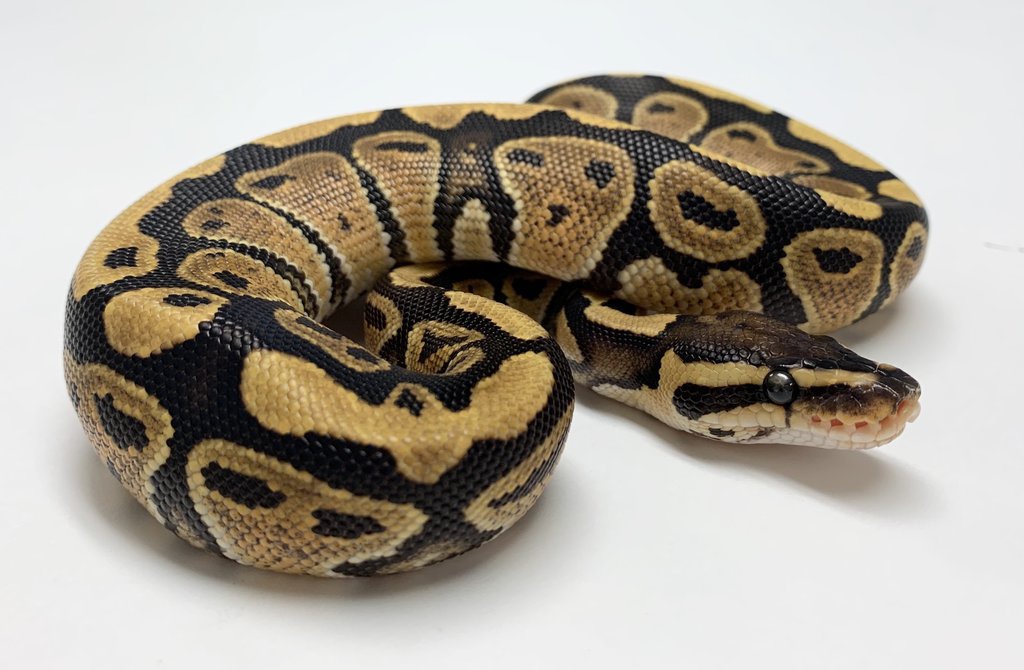 Fire Ball Python by BHB Reptiles