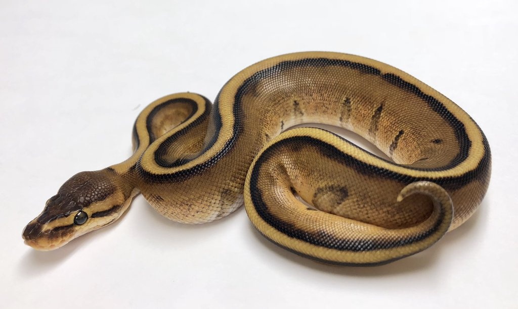 Genetic Stripe Ball Python by BHB Reptiles