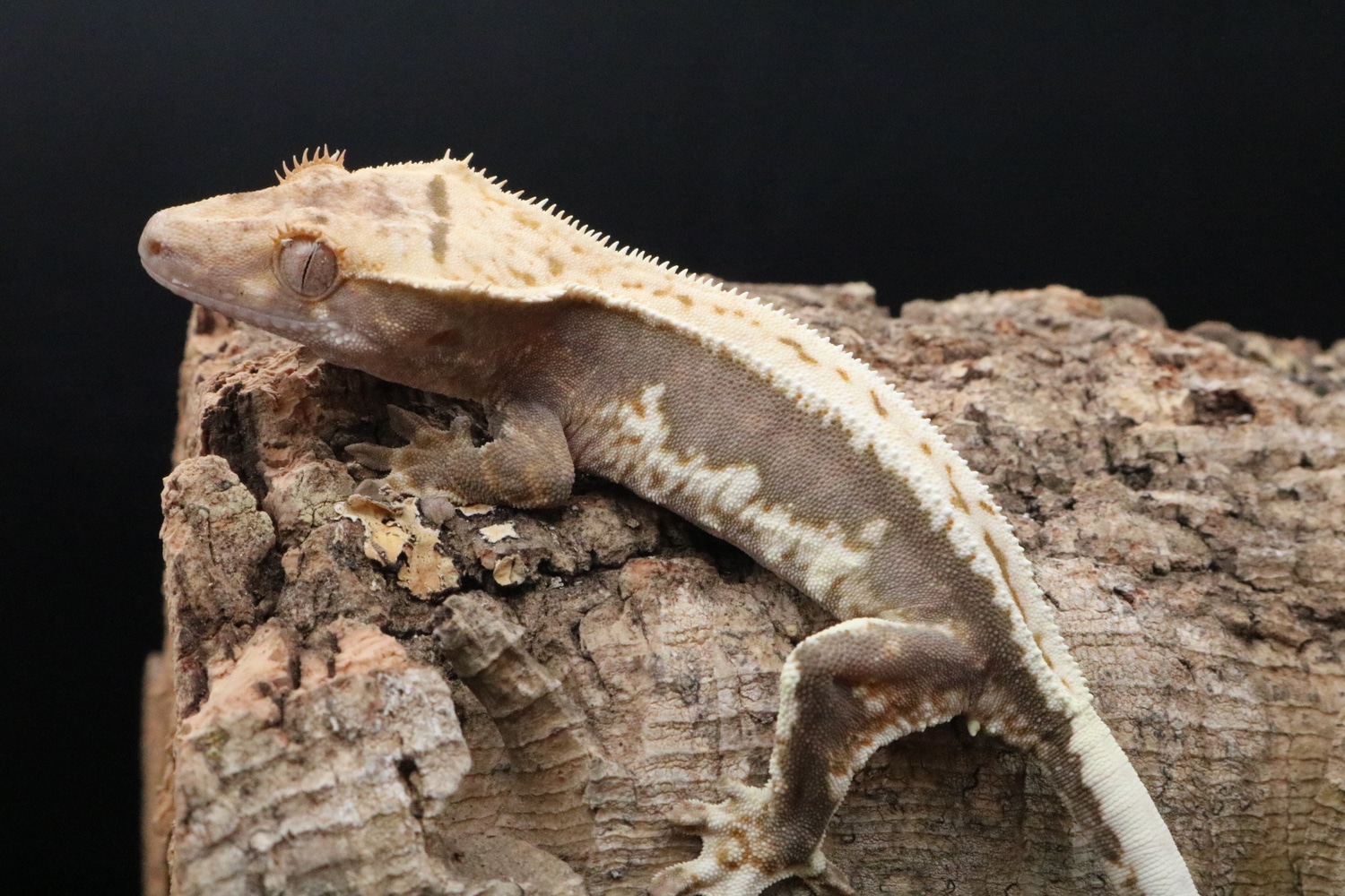 100% Het Axanthic Lilly White Crested Gecko by TaylorMade Geckos