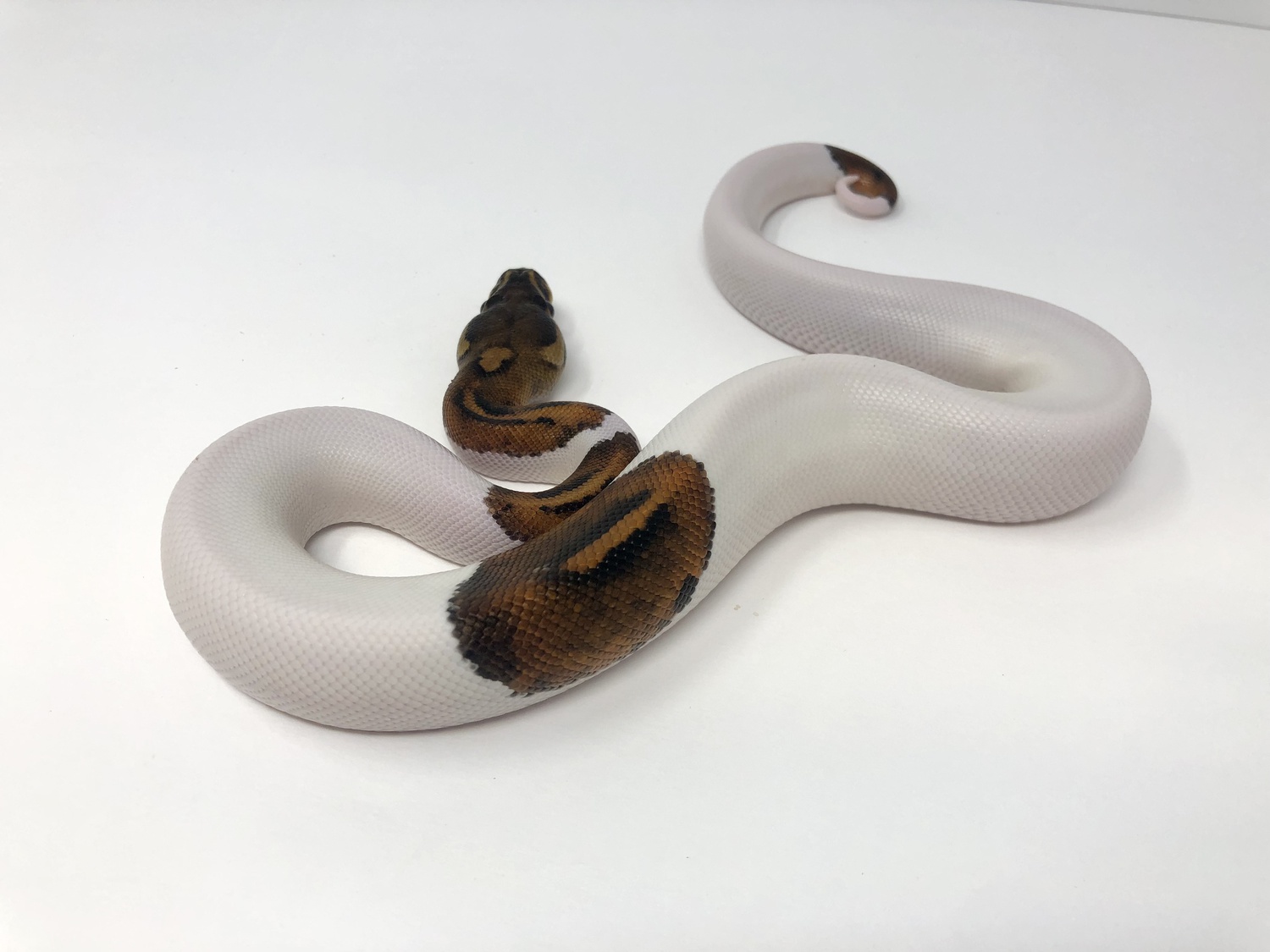 Huffman Pied Ball Python by Good Guy Reptile Family