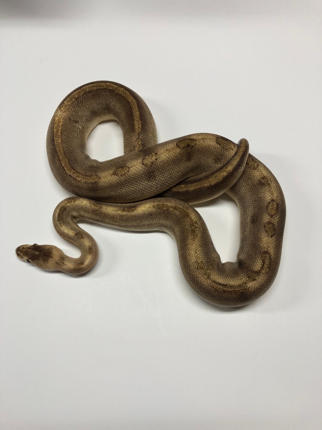 Champagne Ball Python by Synergy Reptiles
