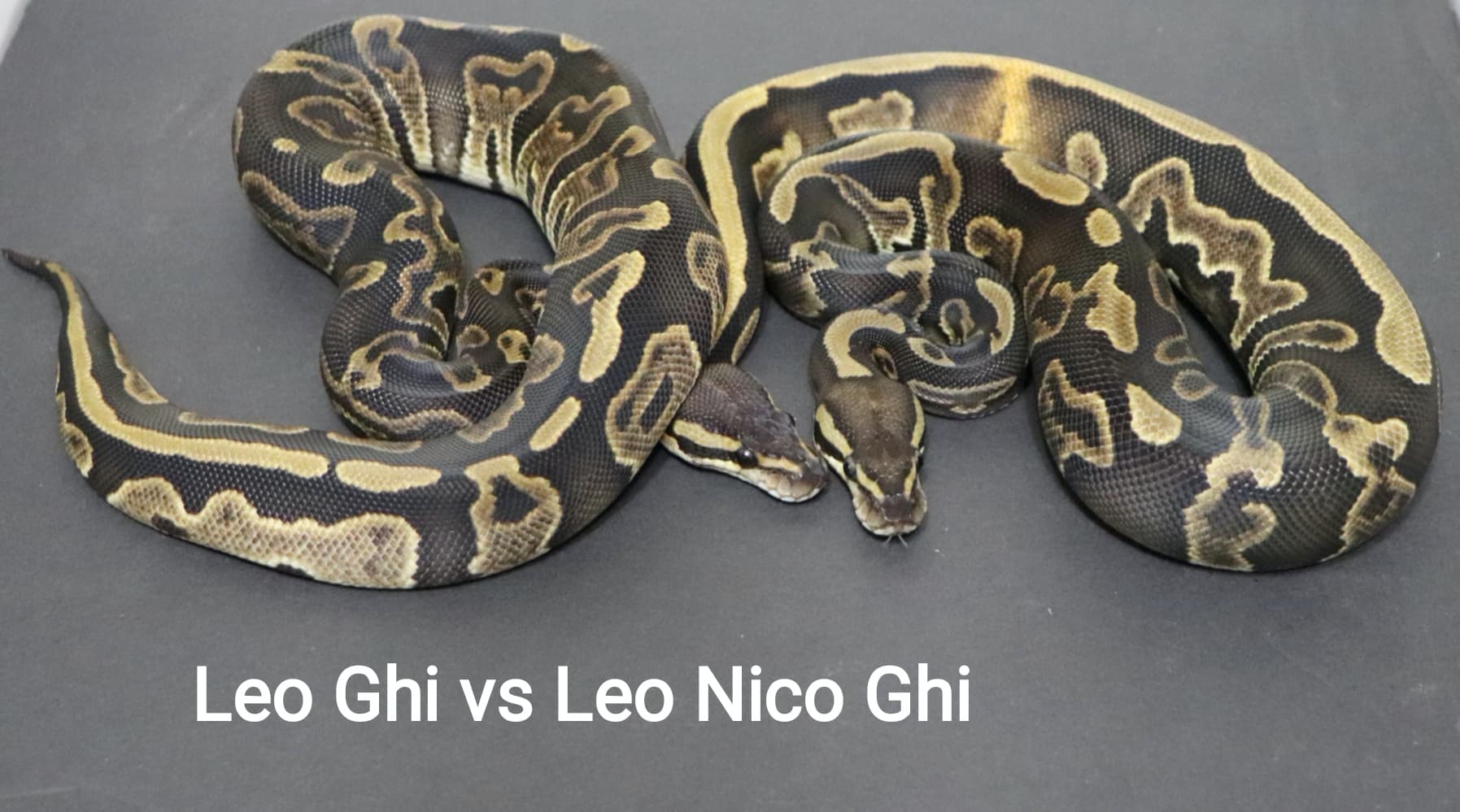 Leo GHI next to a Leo GHI Nico by DNJ Pythons