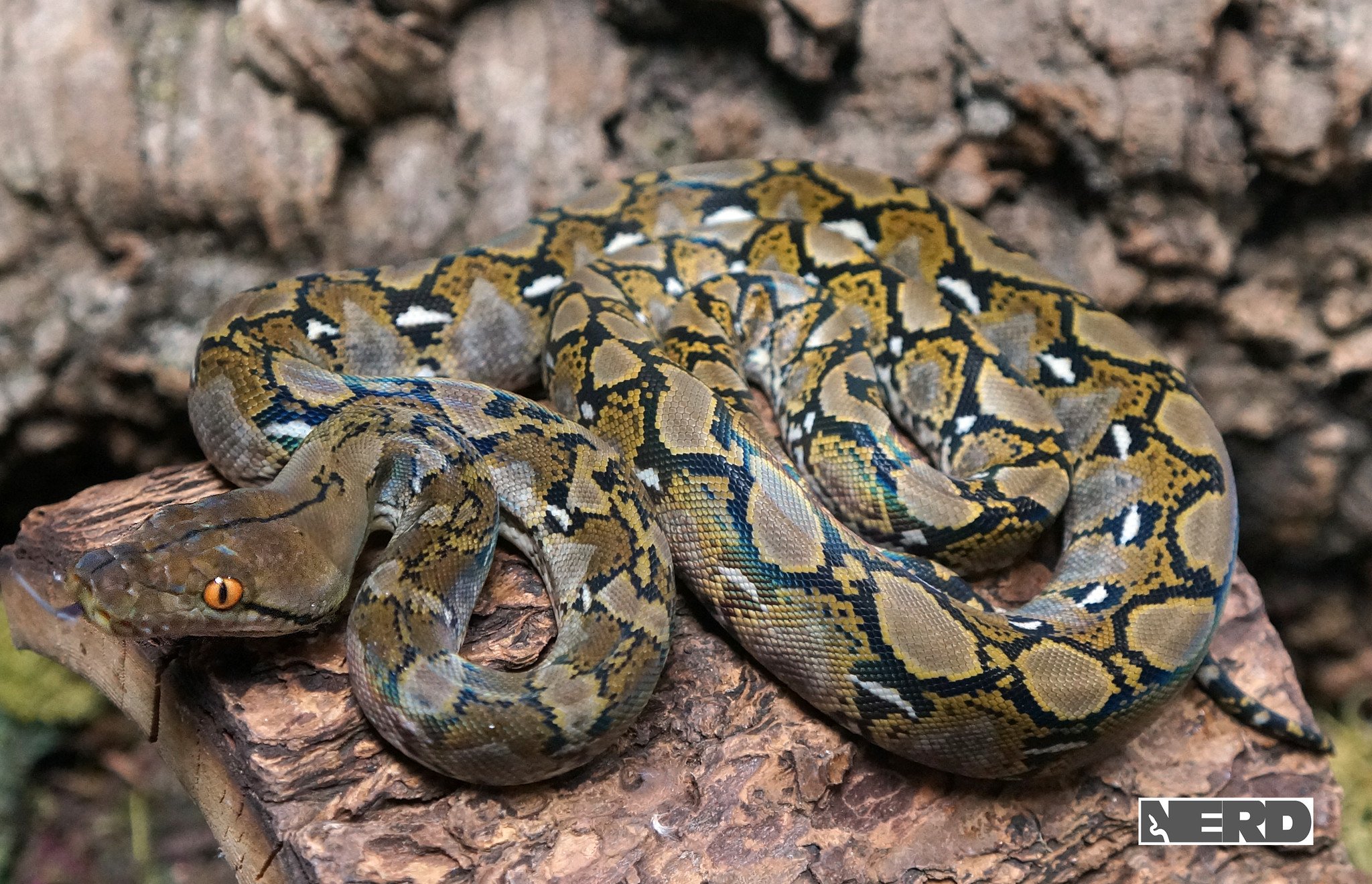 Normal Reticulated Python by New England Reptile Distributors
