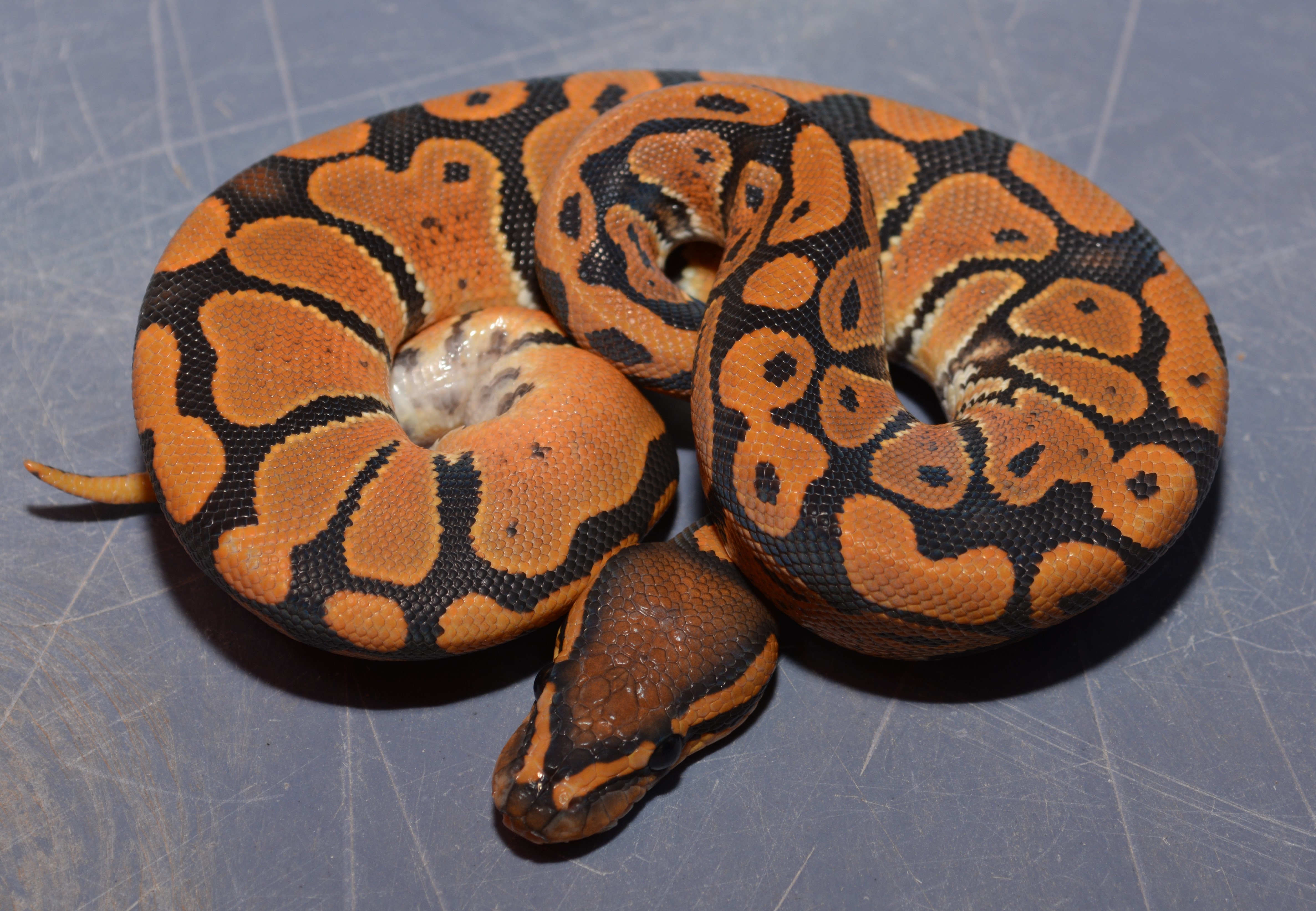 NR Mandarin Ball Python by The Florida Reptile Ranch