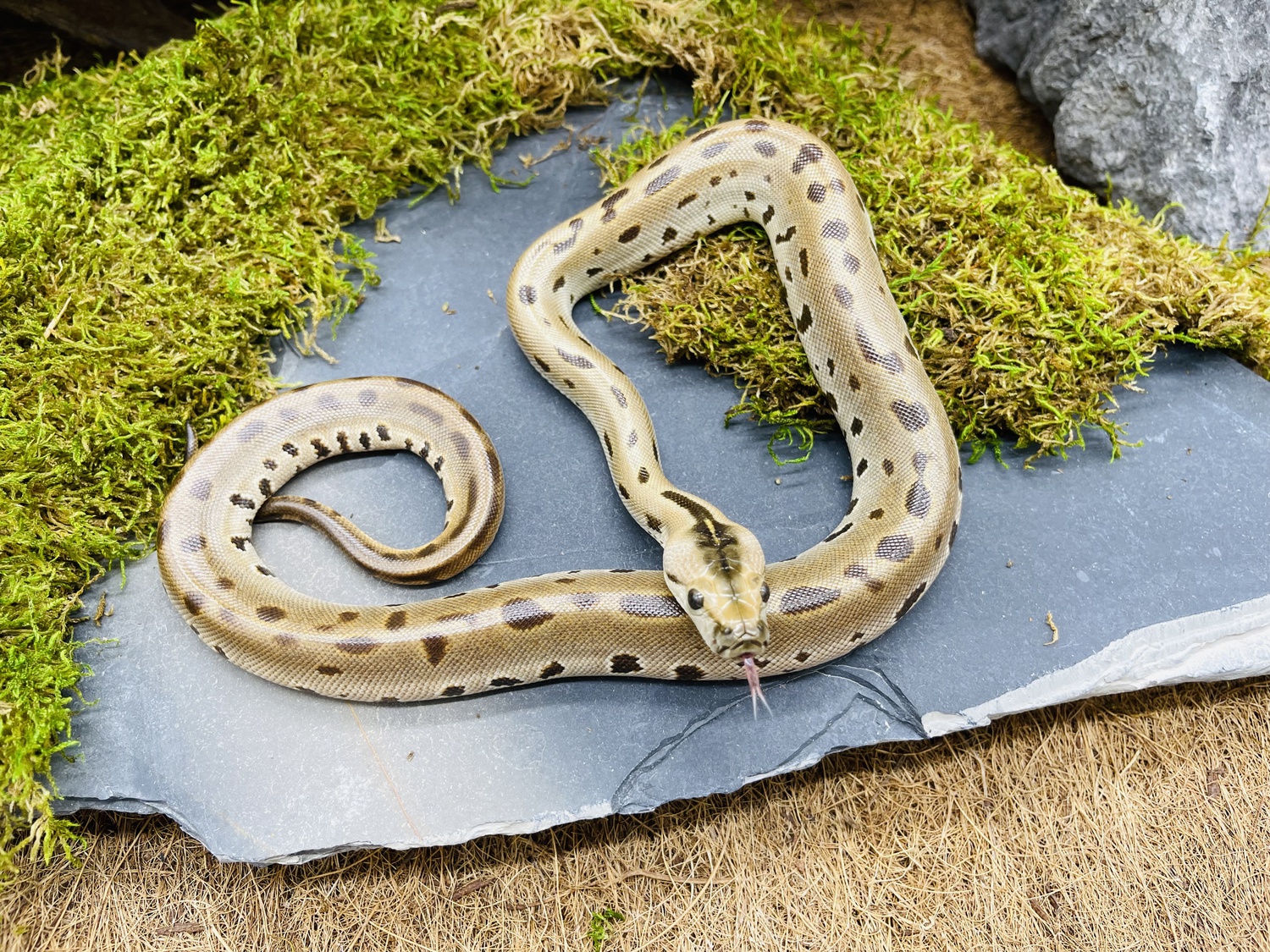 Green Burmese Python by Predators Reptile Center
