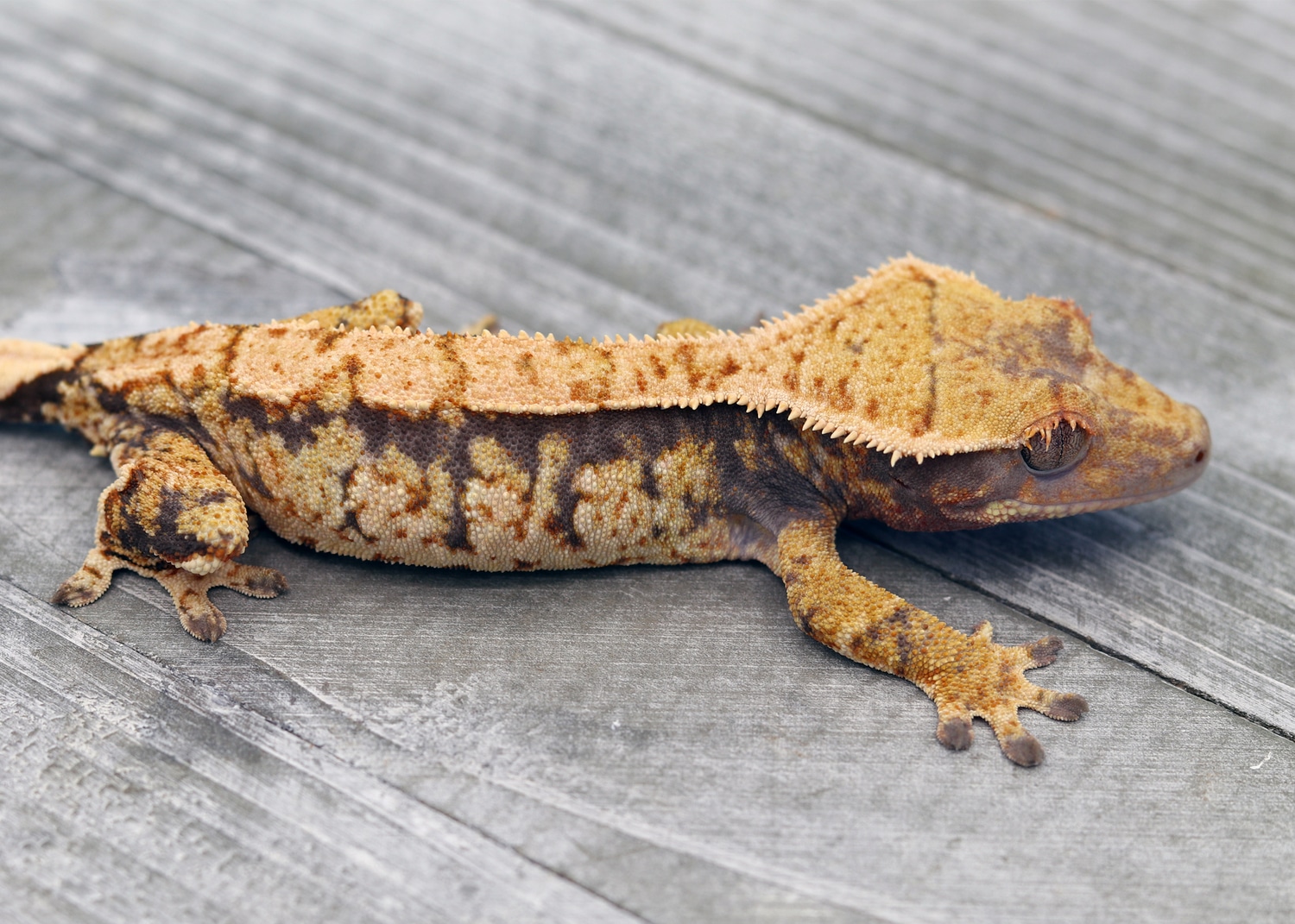 Hi Coverage Holdback Girl Crested Gecko by Flawless Crested Geckos
