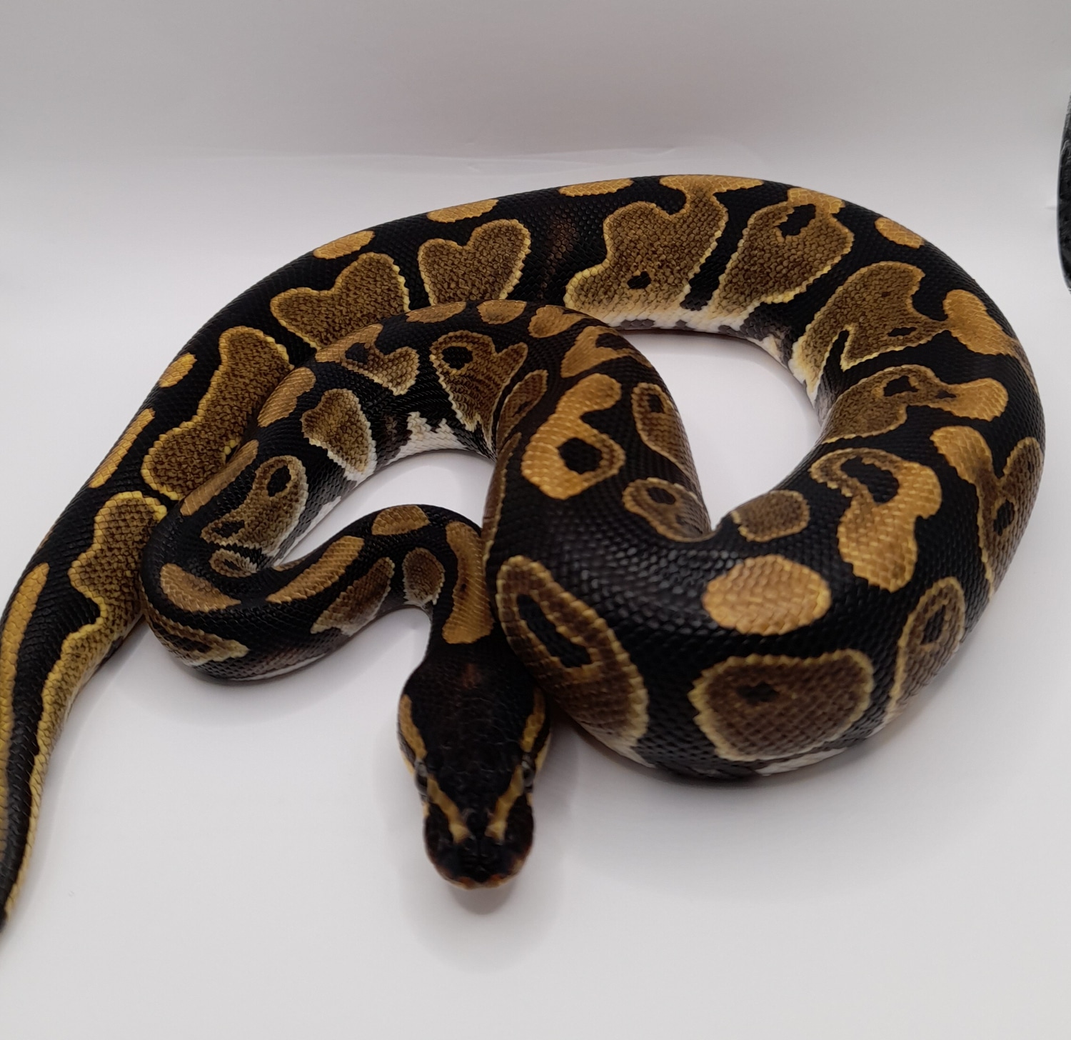 Dinker (KMG) Pos Het Pied - 20% Off (BLACK FRIDAY OFFER) Ball Python by Knights Royal Pythons