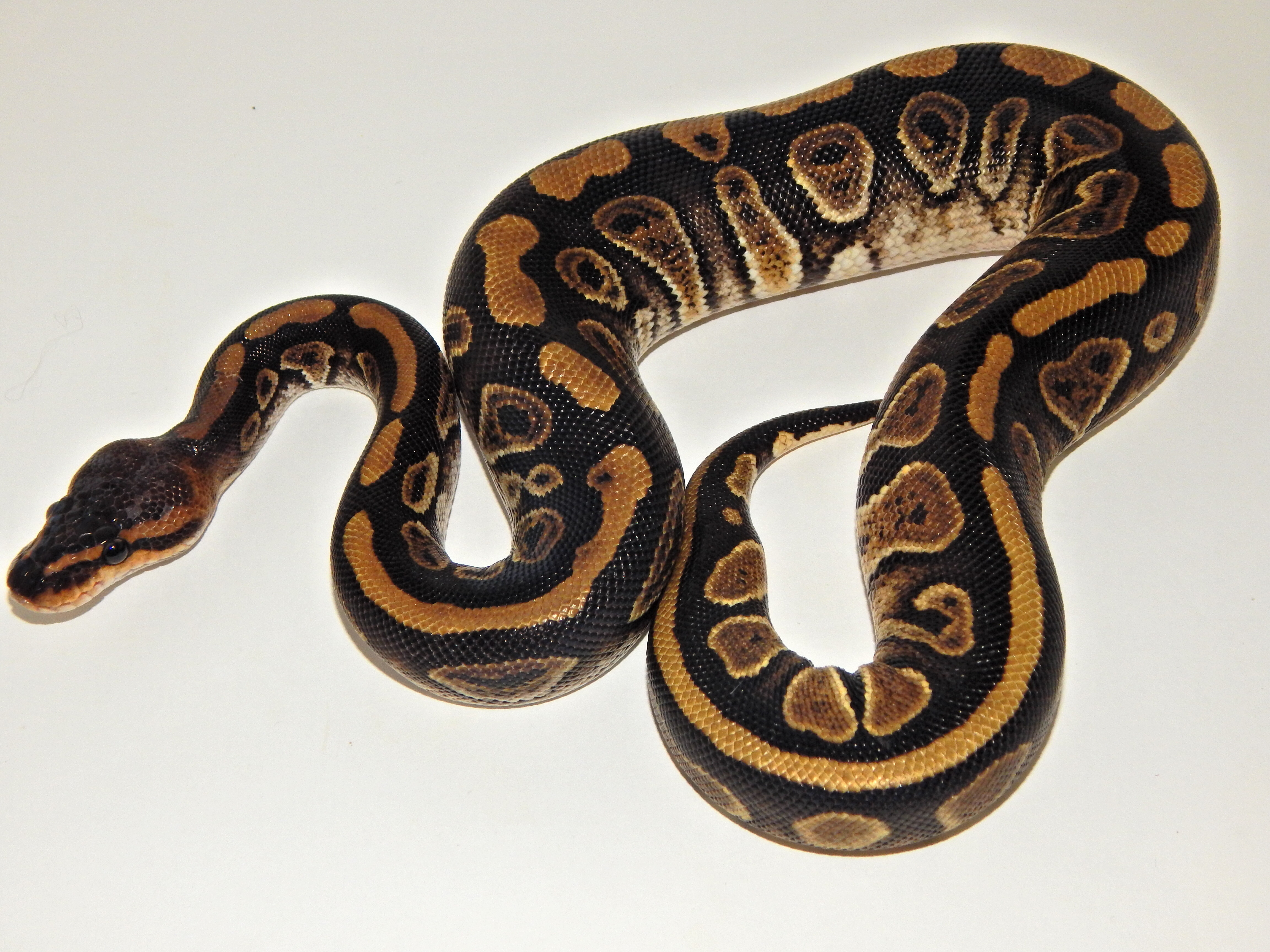 Wookie Ball Python by Uncle Joes Ball Pythons