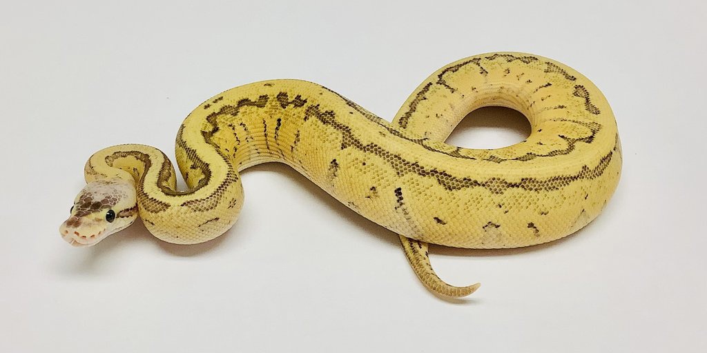 Lemonblast Spector Ball Python by BHB Reptiles