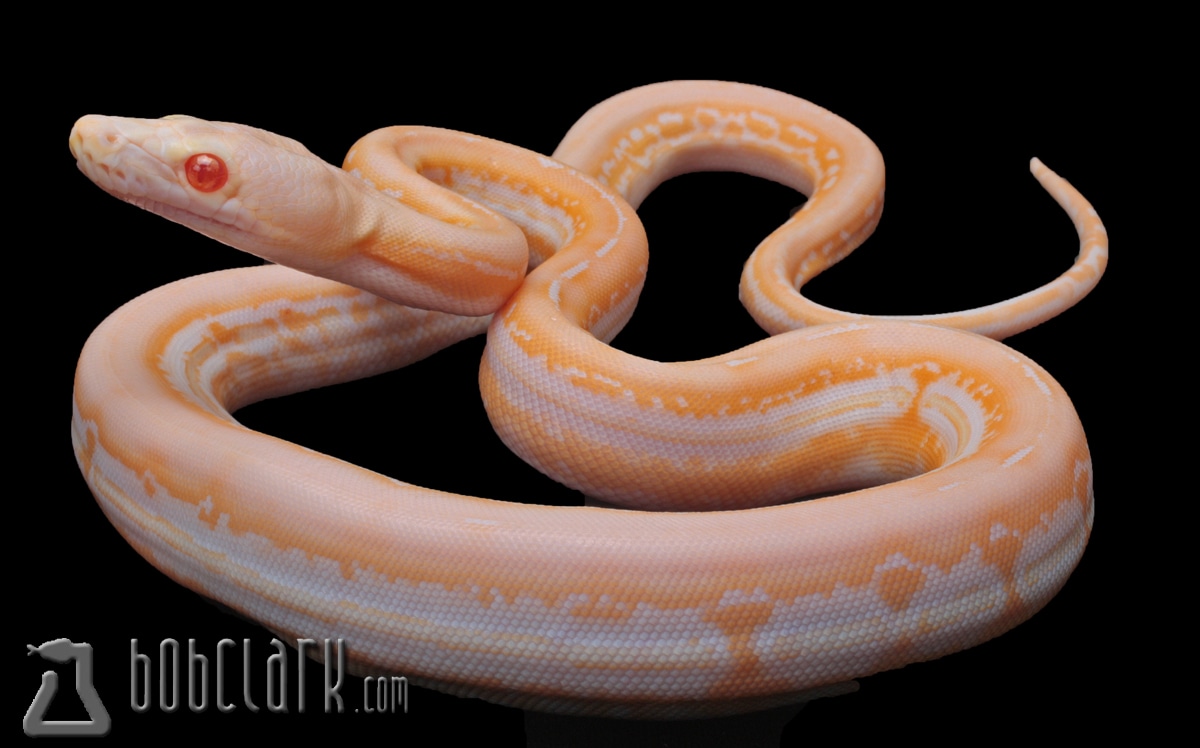 Blond Super Tiger Reticulated Python by Bob Clark Reptiles
