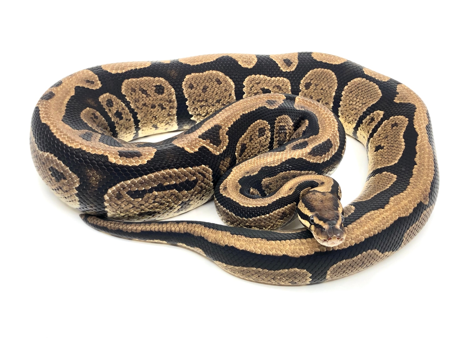 Striker Ball Python by Bushveld Reptiles