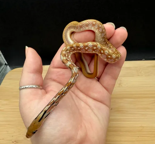 Screenshot 2025-12-01 123123