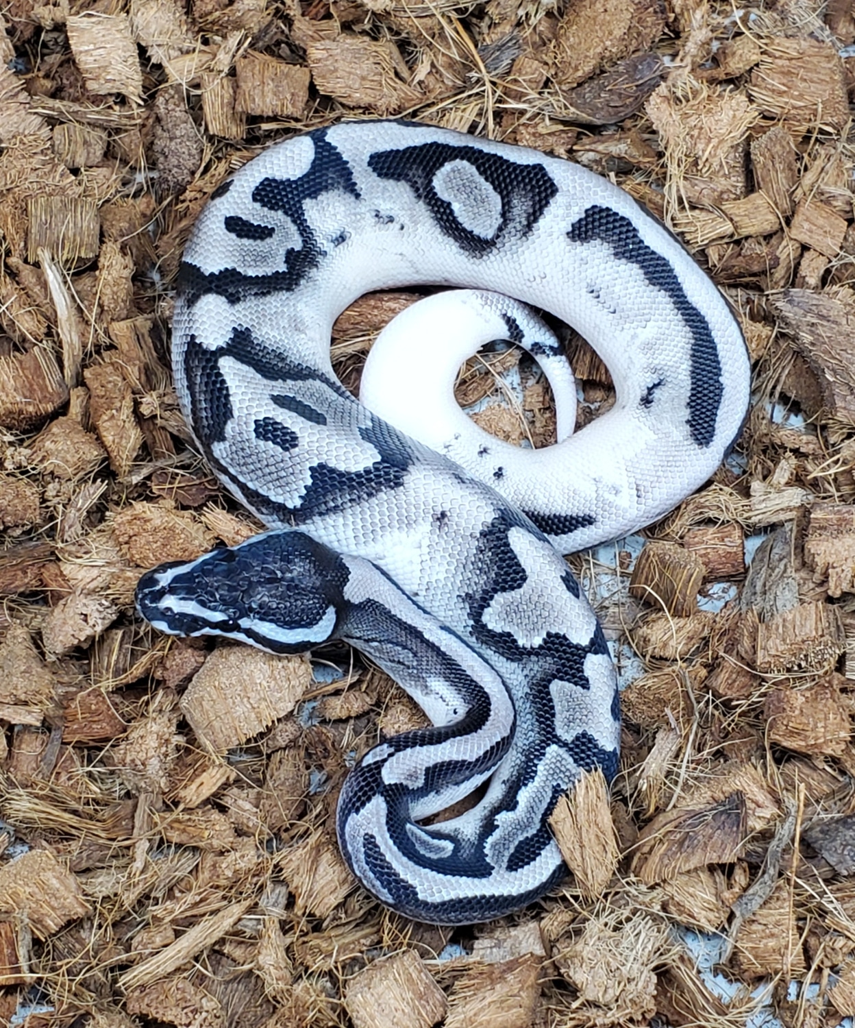 Axanthic Pied Ball Python by Exiled Reptiles