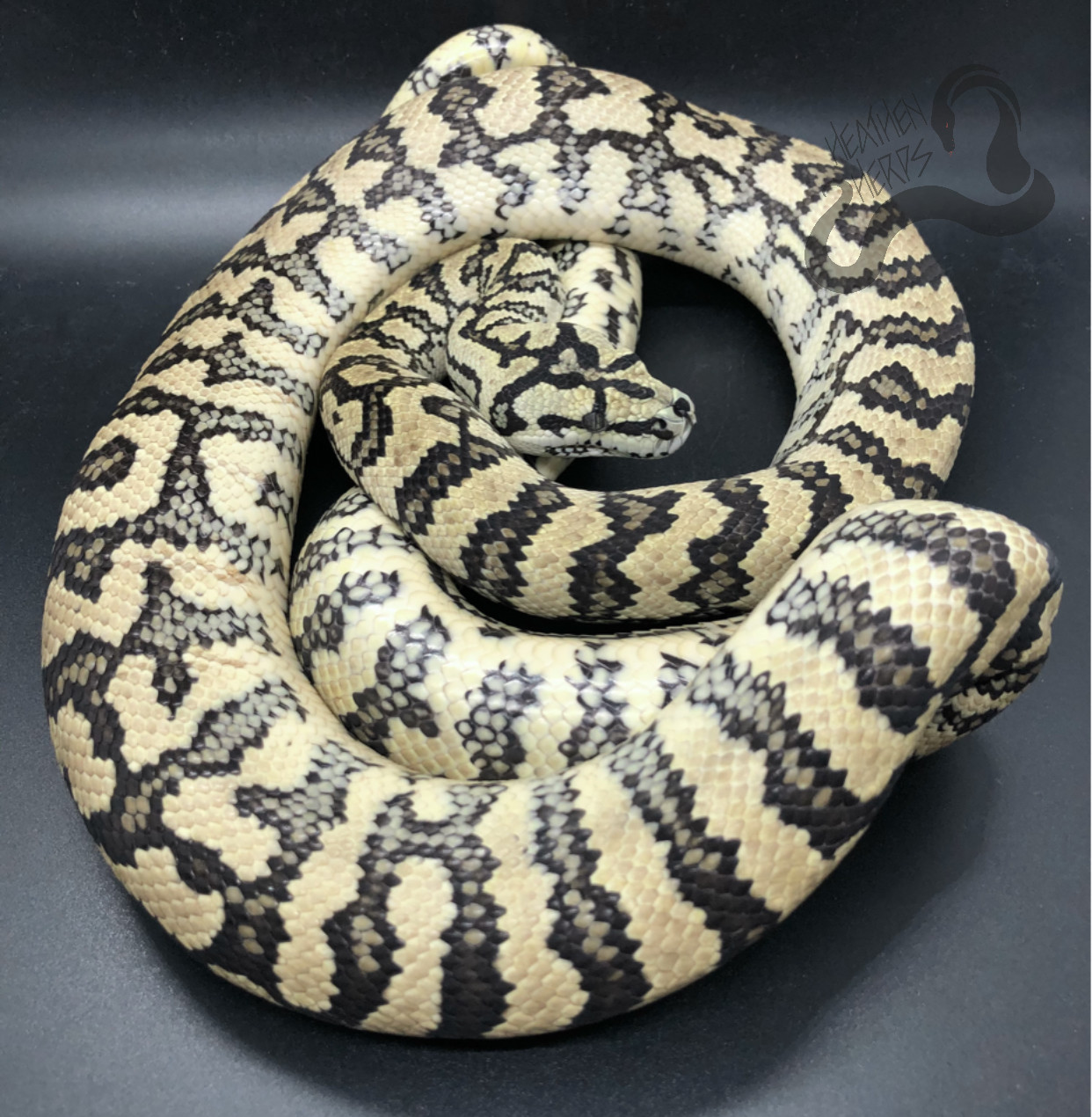 Caramel Adult Male Jungle Carpet Python by Heathen Herps