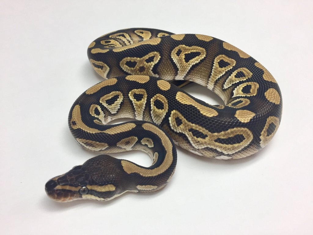 Mojave Ball Python by BHB Reptiles