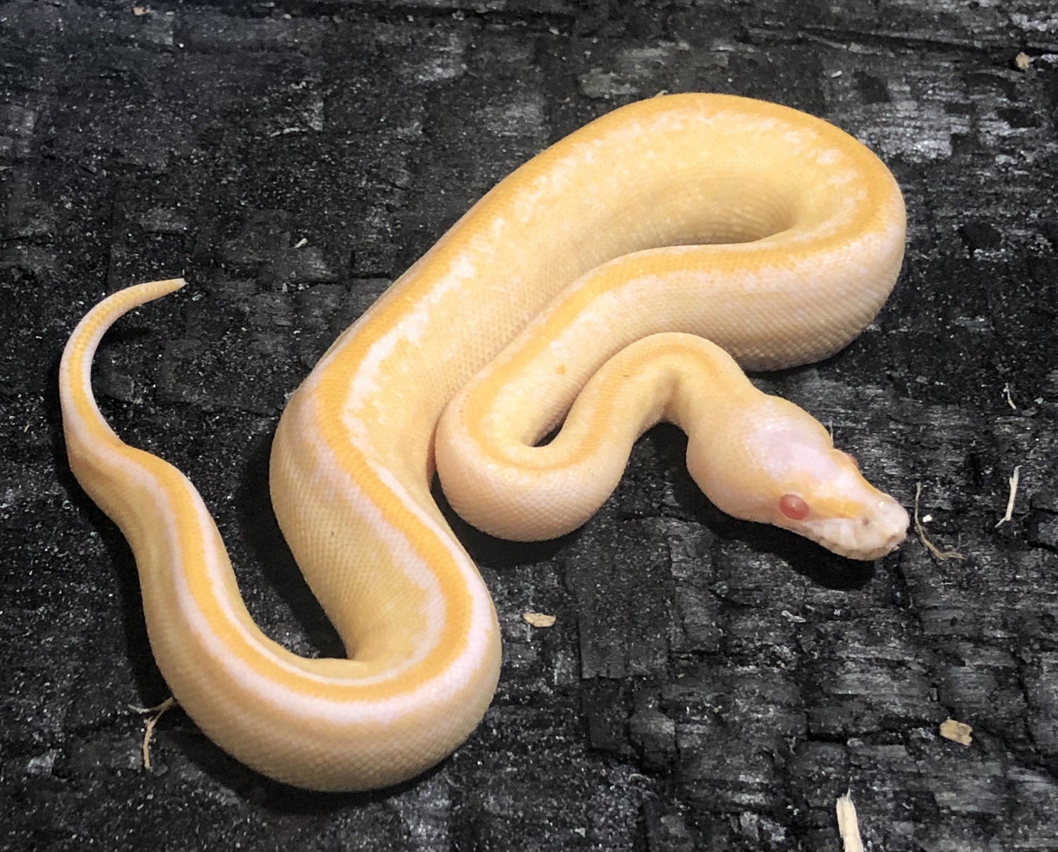 Albino Cinnamon Suma Ball Python by Safari Pets