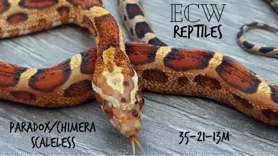 Paradox Scaleless by ECW Reptiles
