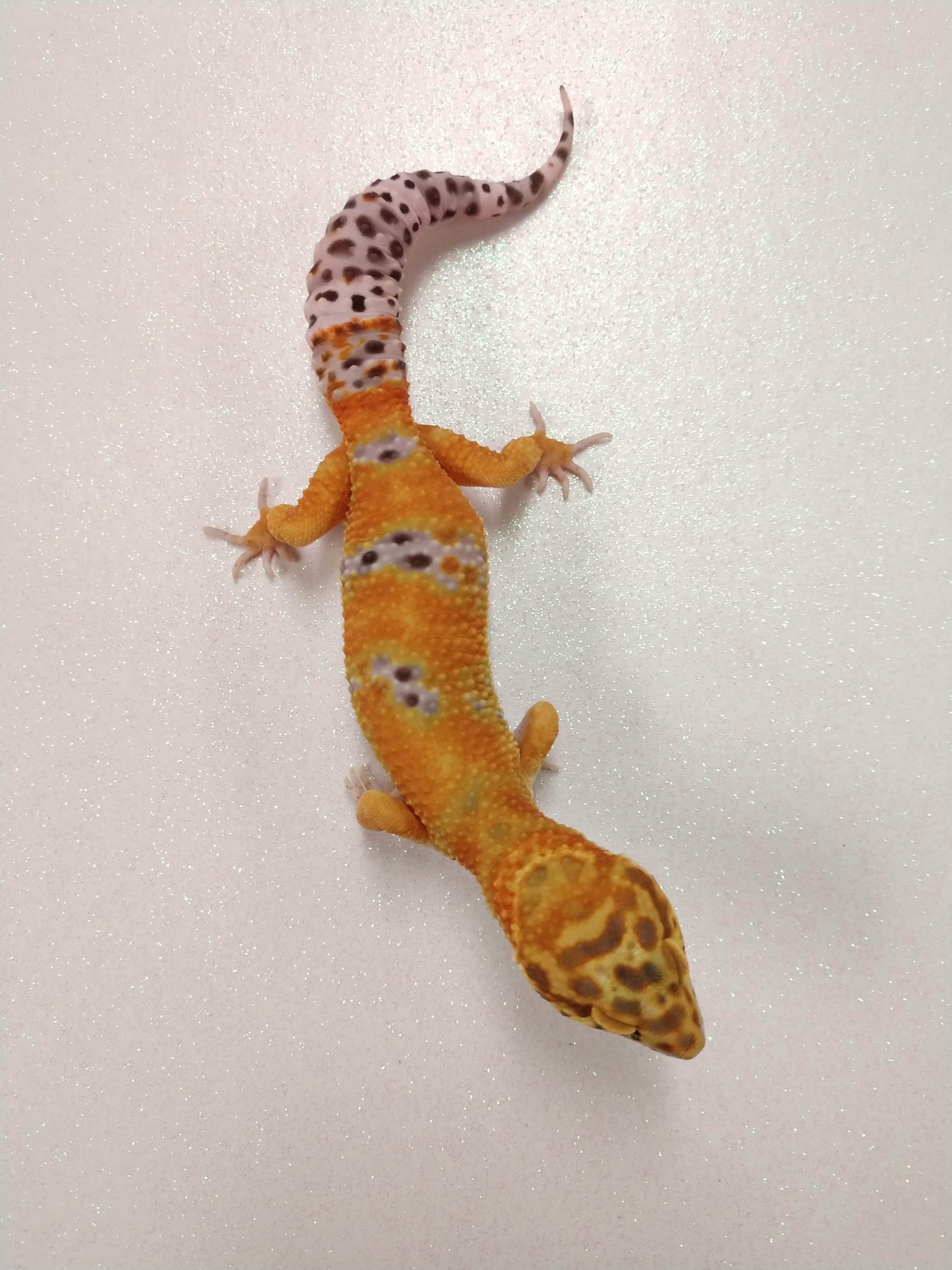 Inferno Leopard Gecko by Granite State Geckos