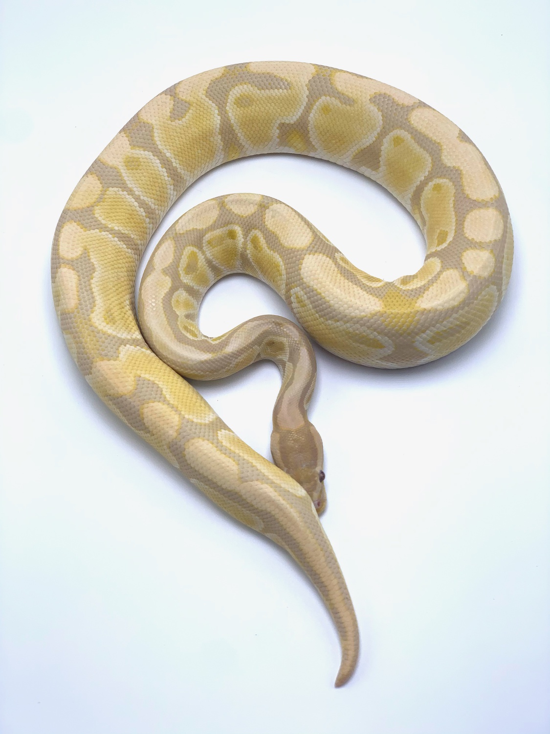 Rainbow Ball Python by I Candy Morphs