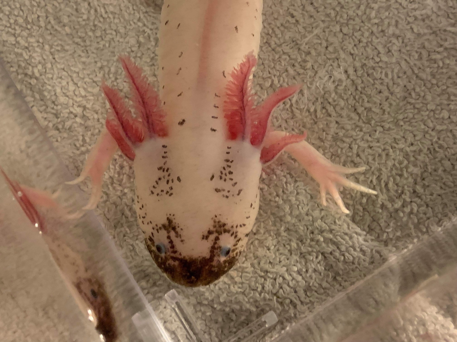 Dirty Leucy Axolotl by Orion’s Axolotls and Exotics