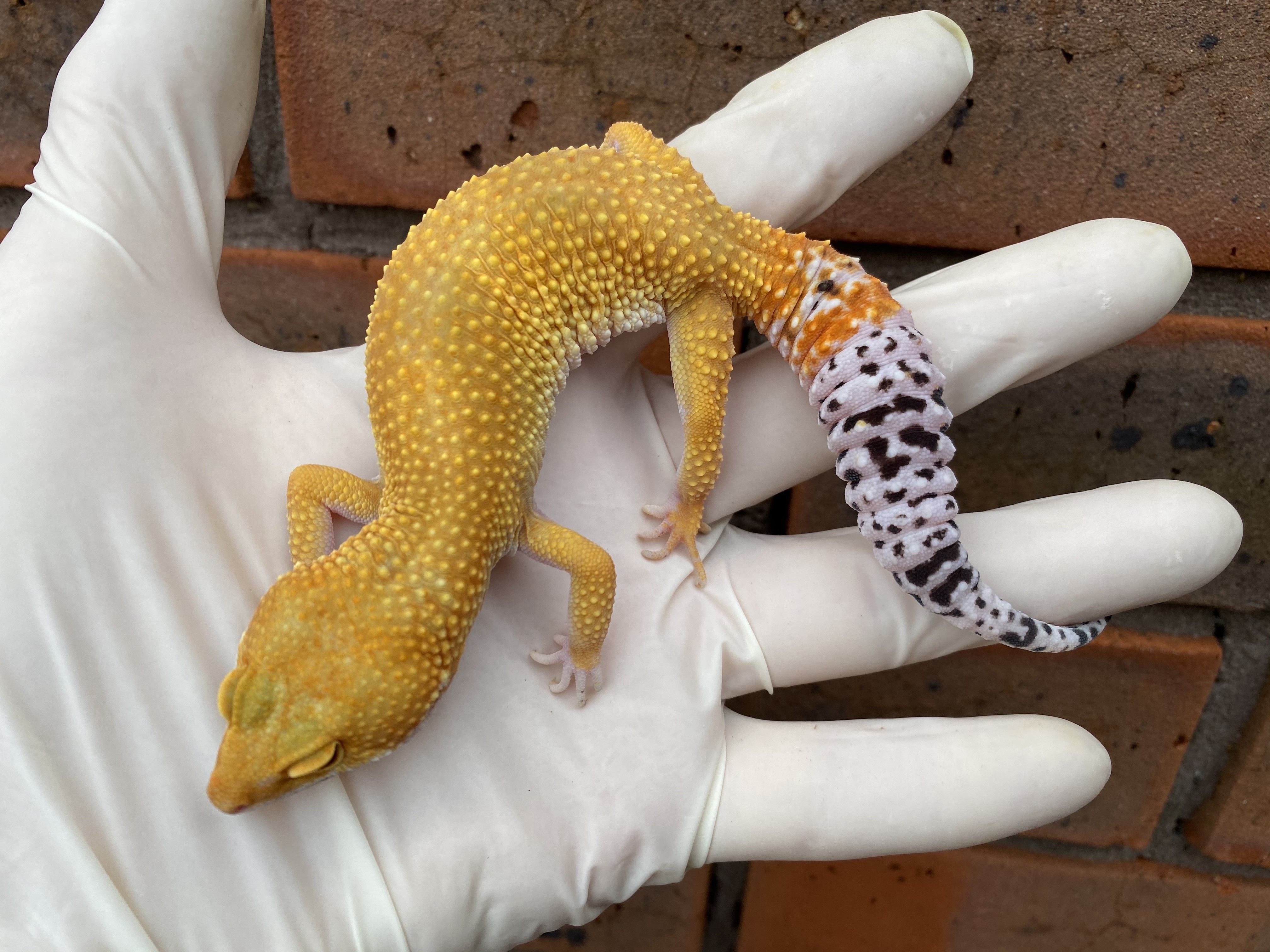 Super Hypo Leopard Gecko by Crystal Palace Reptiles