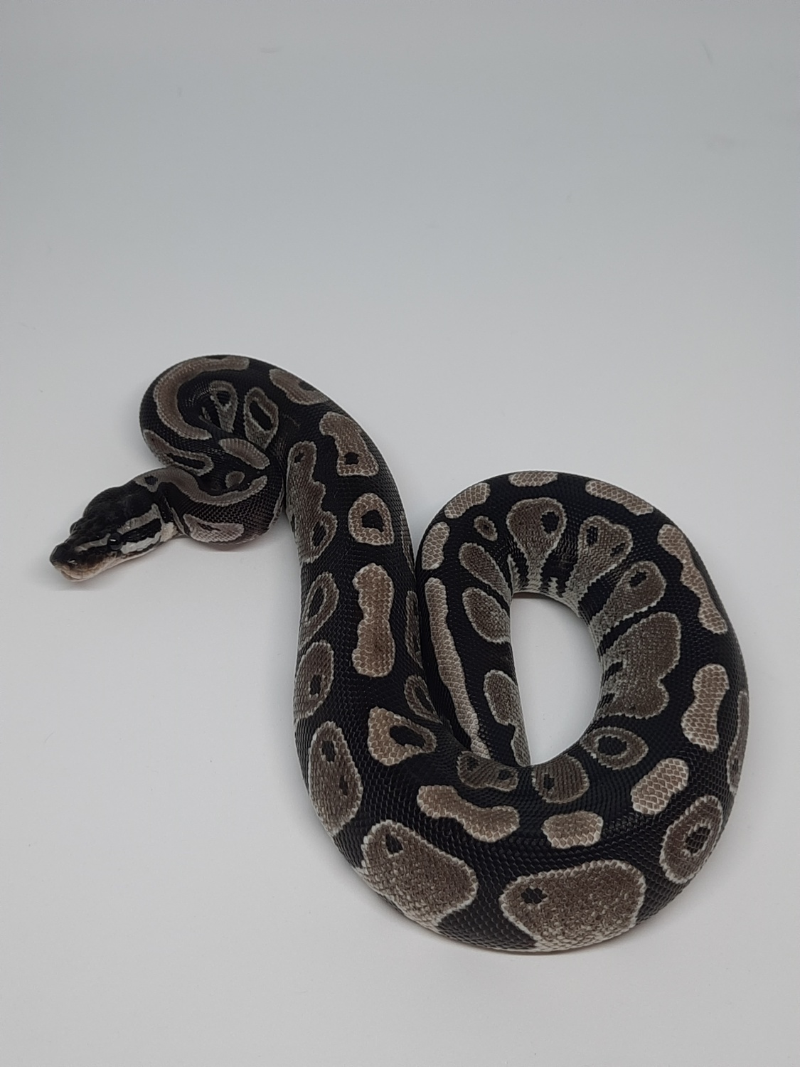 M J Axanthic 100% Pied Ball Python by Marty