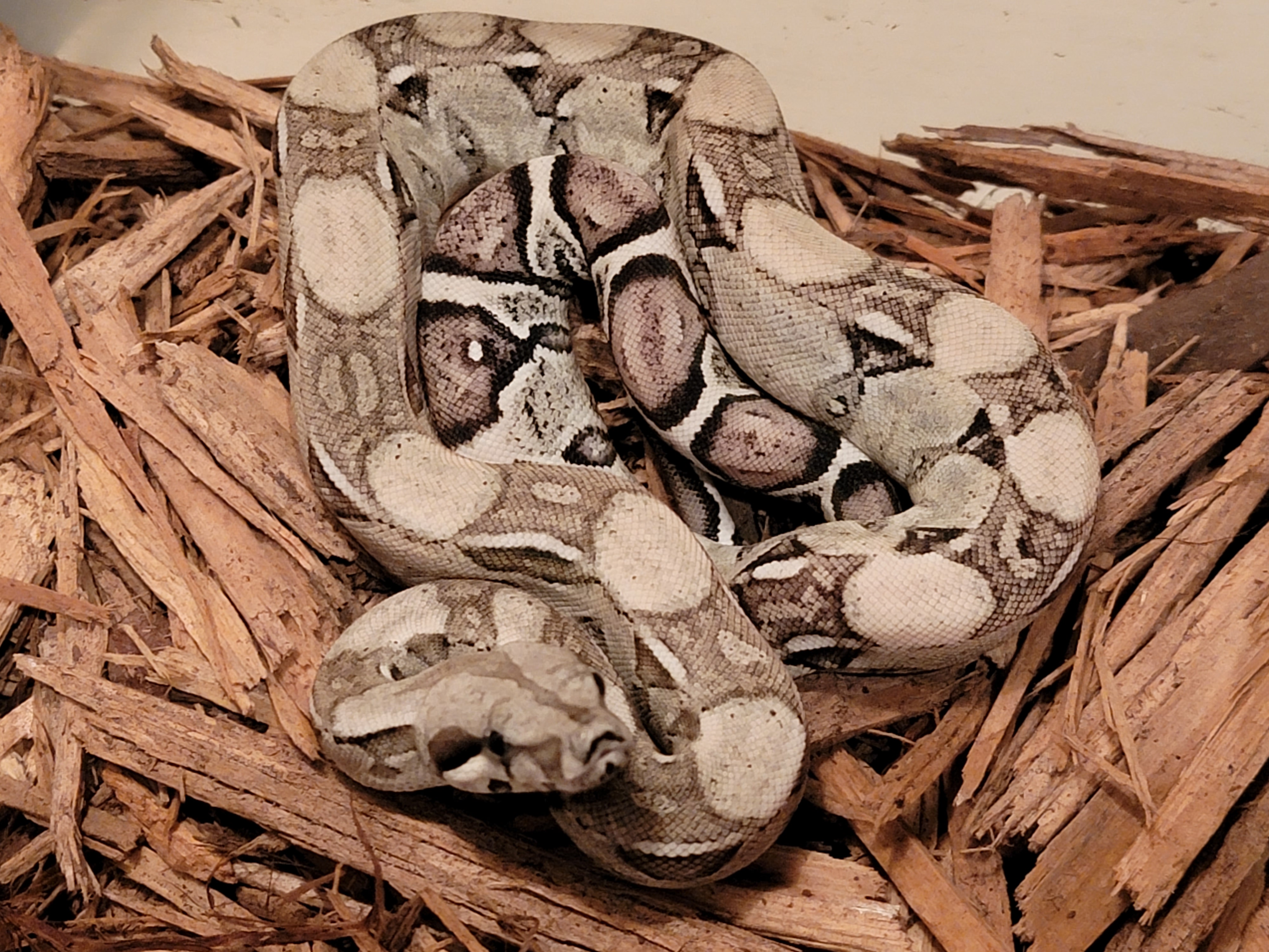Anery Boa Constrictor by Extraordinary Ectotherms
