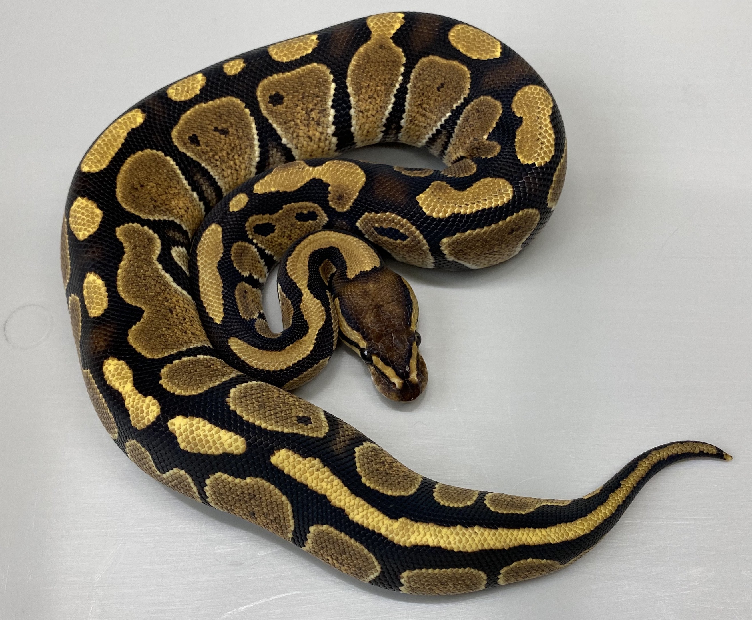 Specter Ball Python by Aesthetic Selection Reptiles