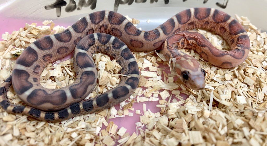Scaleless Corn Snake by BHB Reptiles