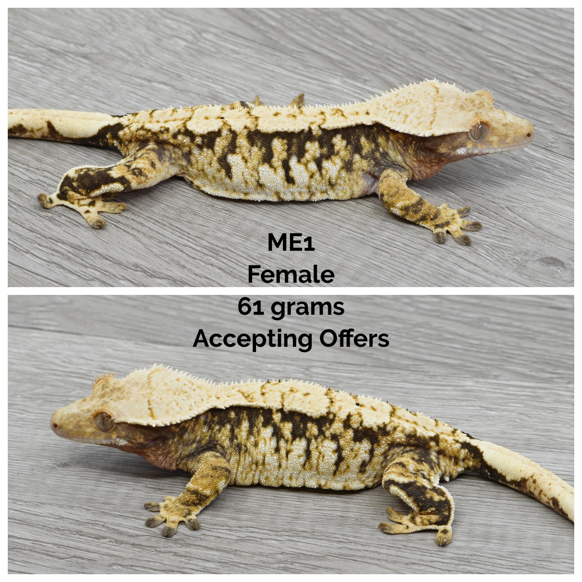 2Extreme Harlequin Crested Gecko by Kryptiles
