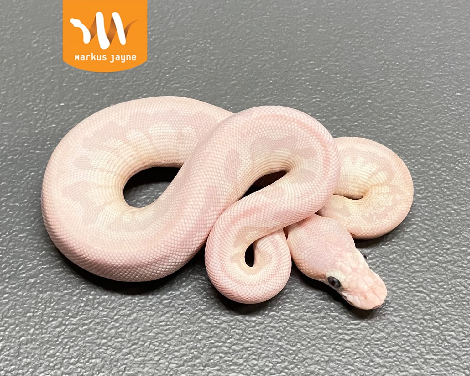 Clown Ball Python by Exotic Empire Pets - MorphMarket