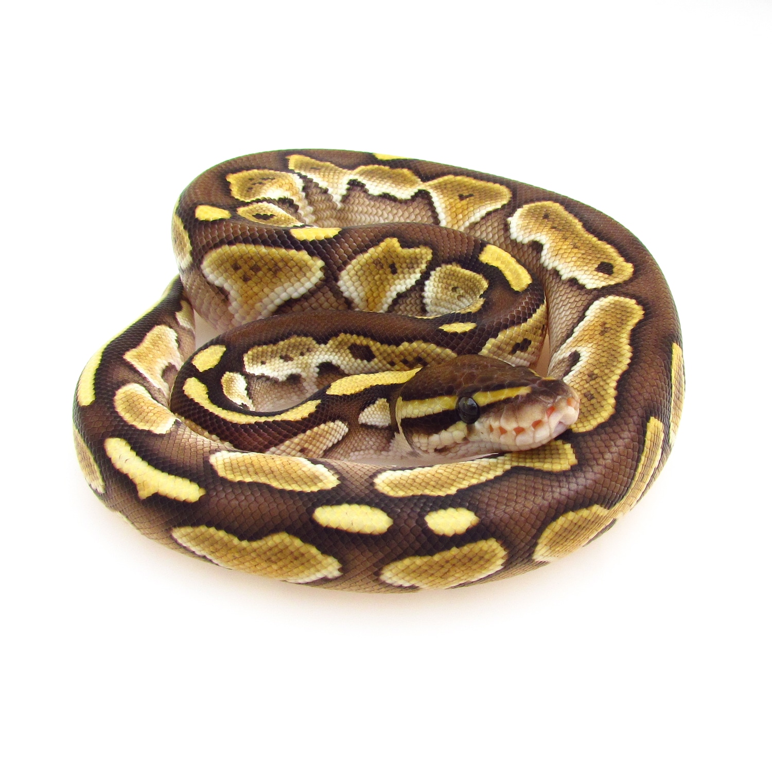 1Butter Ball Python by SnakesnAdders South Africa