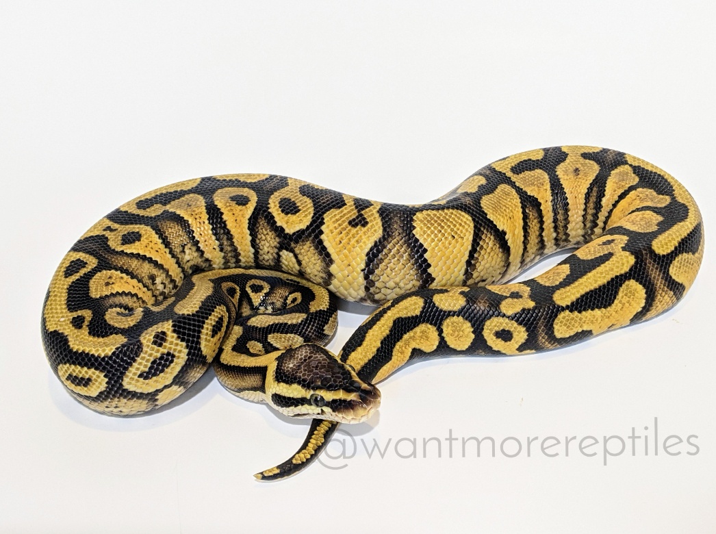 Arroyo Yellow Belly Pastel Het Clown Ball Python by Want More Reptiles