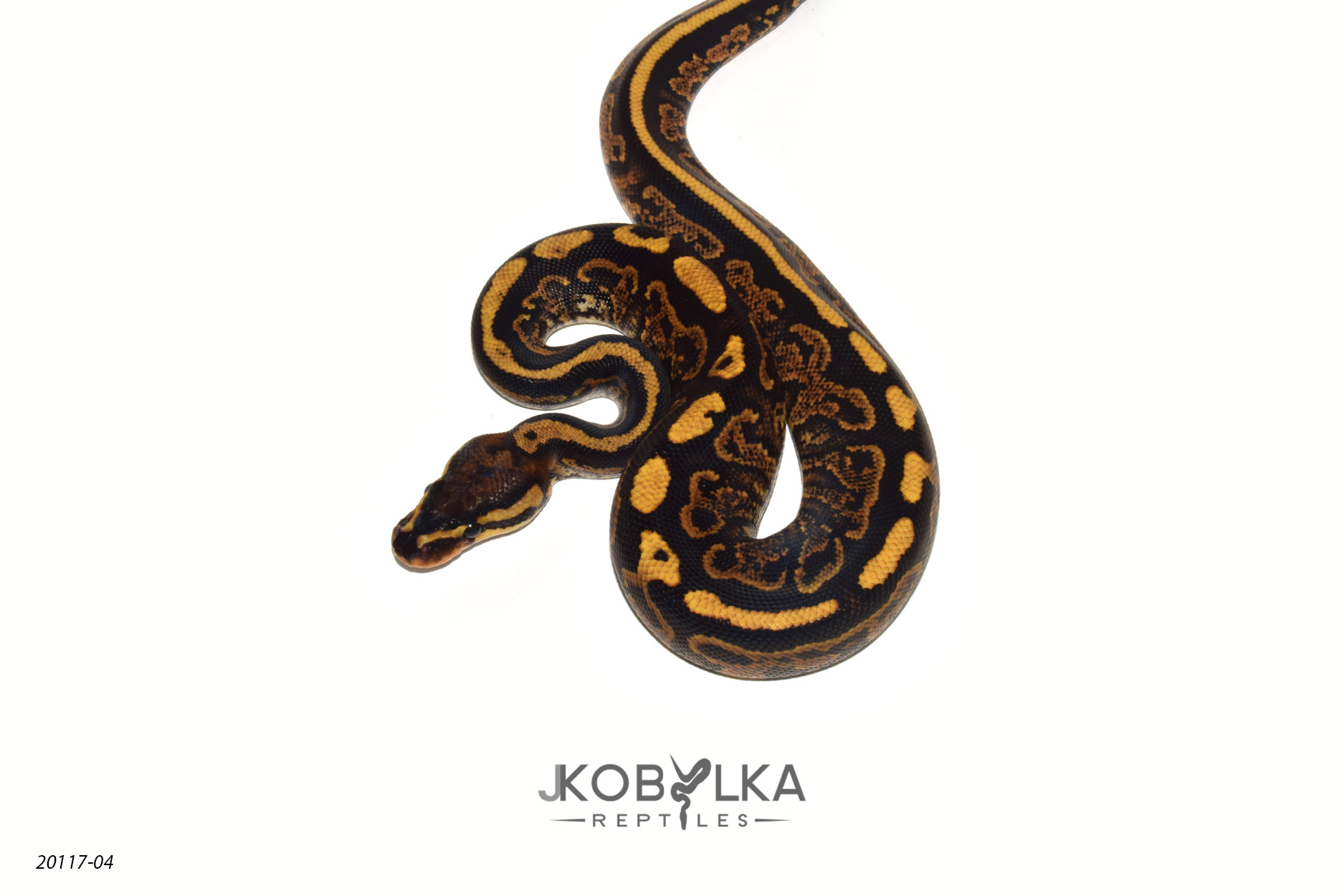 Yellow Belly Super Pixel by J.Kobylka Reptiles
