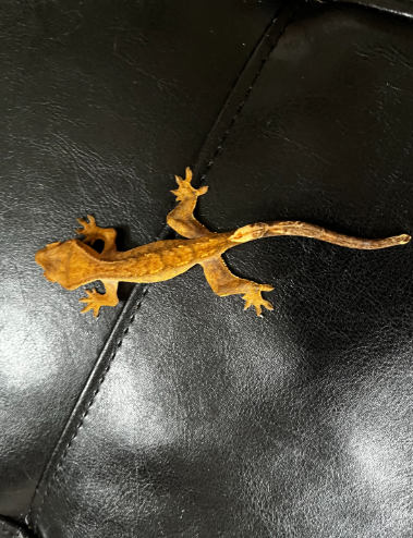 Screenshot 2025-10-05 9.55.11 AM