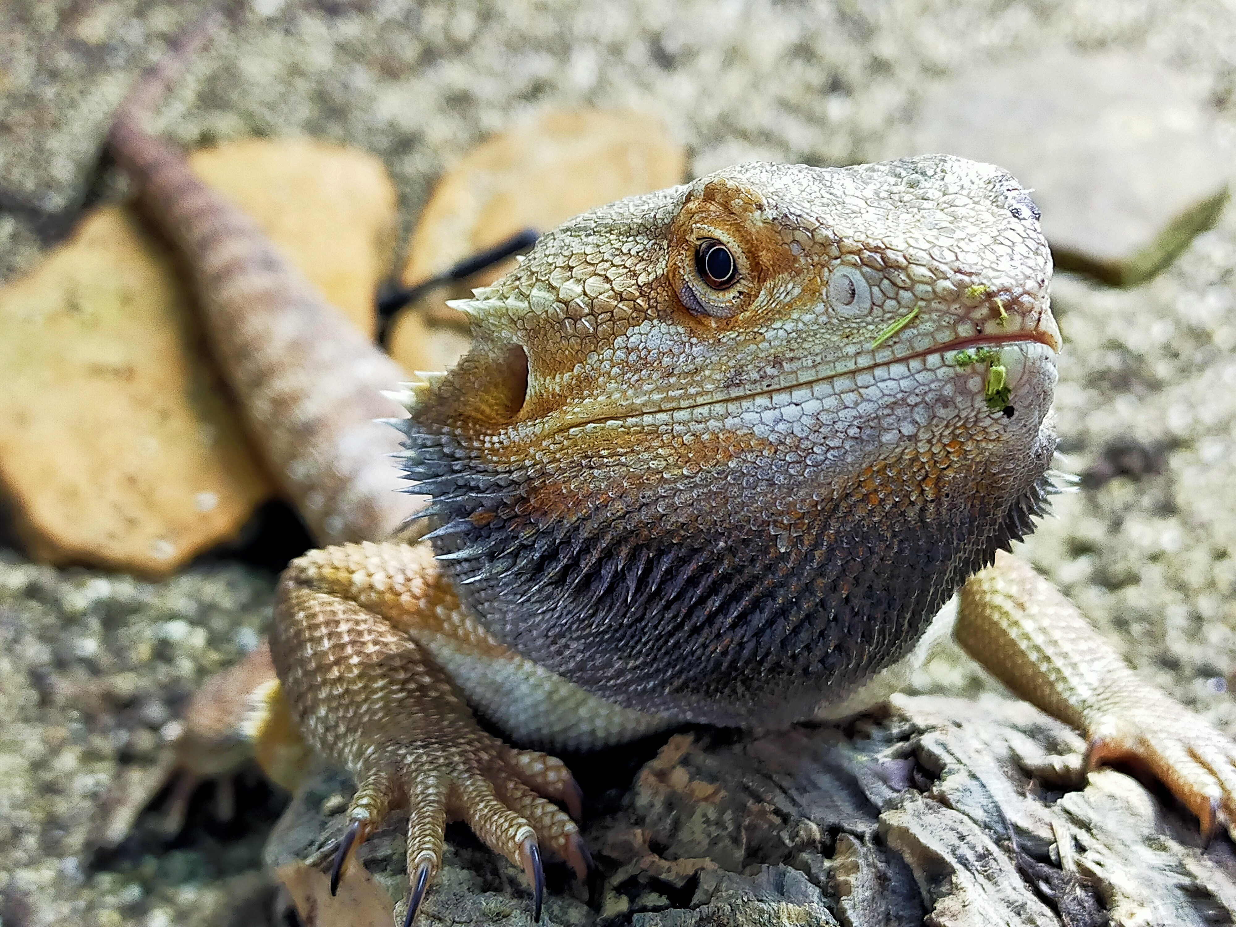 Leatherback Central Bearded Dragon by ARC Exotics
