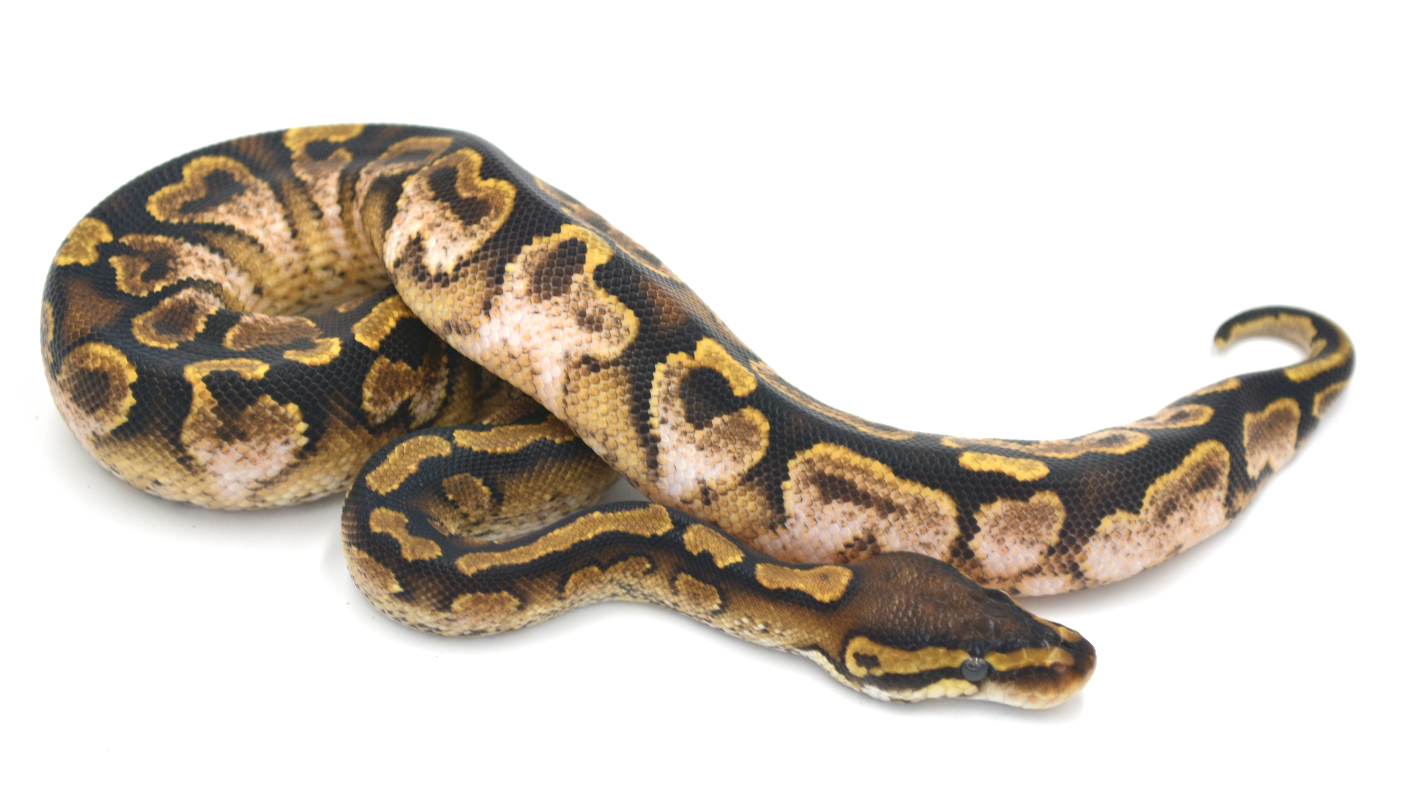 Calico Paint Ball Python by Wreck Room Snakes