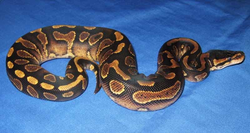 Wookie Ball Python by The Herp Vault