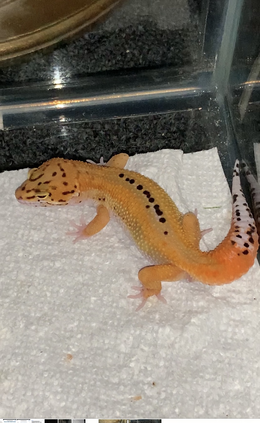 Reverse Stripe Leopard Gecko by Jynn’s geckos