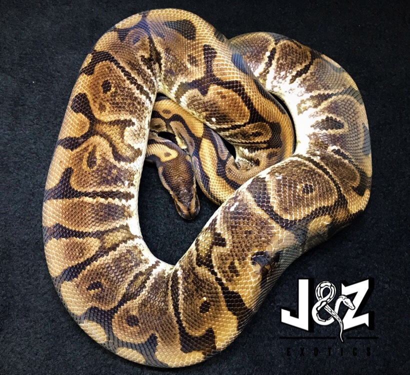Hidden Gene Woma Proven Breeder Female Ball Python by J & Z's Exotics