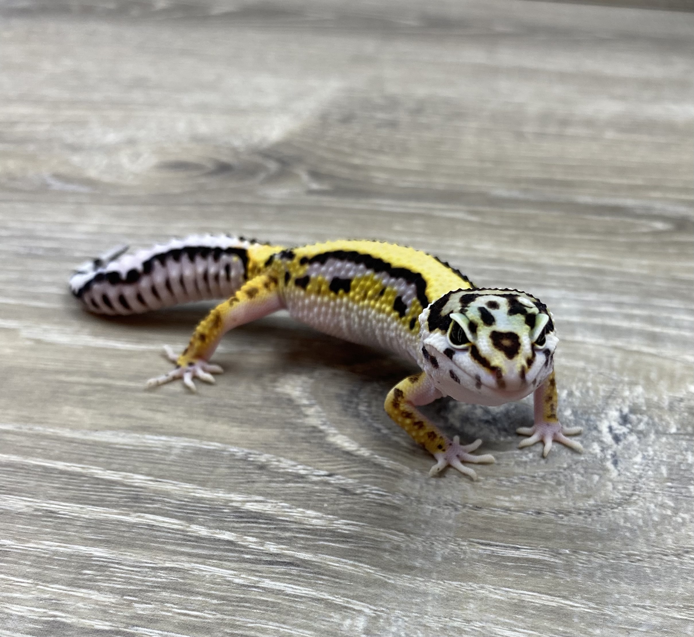 Extreme Bold Leopard Gecko by Red Rock Gecko’s