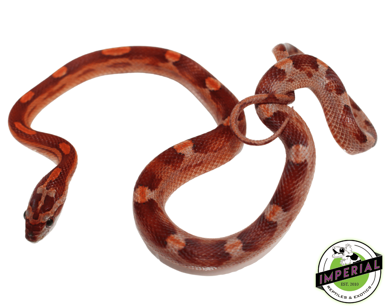 Motley Corn Snake by Imperial Reptiles & Exotics, LLC